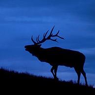 Silhouet van wapiti (Cervus canadensis) in het Yellowstone Nationaal Park, Wyoming, USA